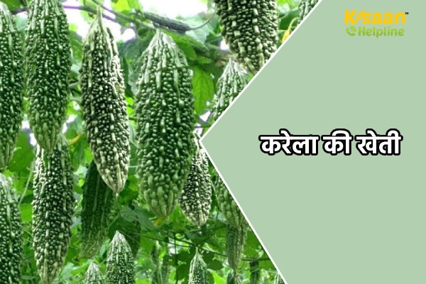 करेला की खेती करेला की खेती